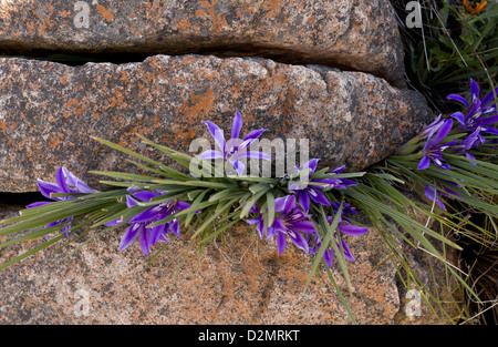 Un endemico iris-relativo, Babiana framesii tra rocce in riserva Nieuwoudtville, Sud Africa Foto Stock