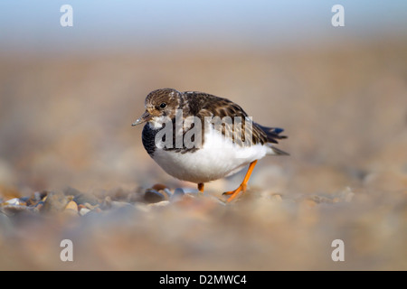 Unico Turnstone Arenaria interpres poggiante sulla banca di scandole Foto Stock