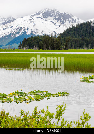 Pond gigli di palude e crescere l'erba lungo la punta meridionale Turnagain Arm, vicino a Portage, Alaska, Stati Uniti d'America. Coperta di neve Chugach Mountains Foto Stock