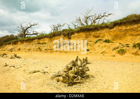 Grave erosione dei allentato glaciale quaternario sands su questa costa che ha ritirato 500+m poiché 1.830 s; Covehithe, Suffolk, Inghilterra Foto Stock