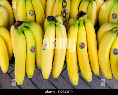 Banane, display pensile in stallo del mercato, Bournemouth Dorset, Inghilterra, Regno Unito. Europa Foto Stock