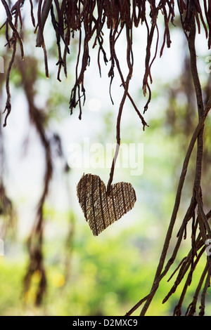 Buccia di cocco corteccia forma di cuore attaccato all'antenna prop radici di un indiano banyan tree. India Foto Stock