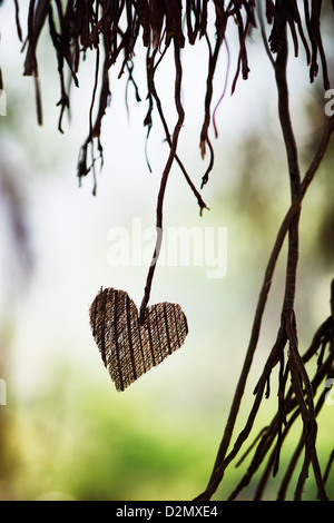 Buccia di cocco corteccia forma di cuore attaccato all'antenna prop radici di un indiano banyan tree. India Foto Stock