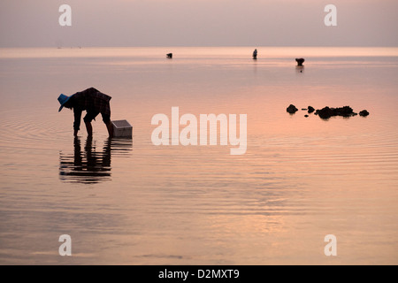 Il Clam picking su Koh Phangan island , della Thailandia Foto Stock