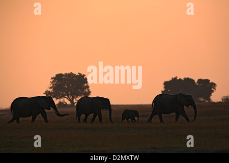 Gli elefanti africani al tramonto, fiume Chobe, Loxodonta africana, Chobe National Park, Botswana Foto Stock