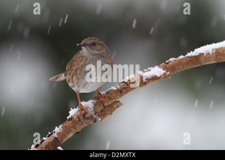 Dunnock (Prunella modularis), Adulto, appollaiato sulla coperta di neve ramo in giardino durante la tempesta di neve, Warwickshire, Inghilterra, Gennaio Foto Stock