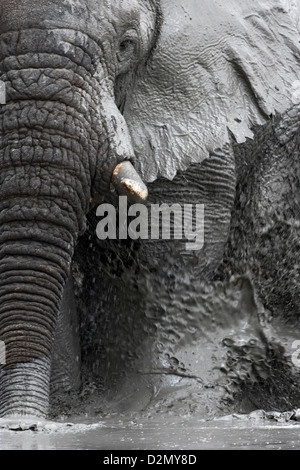 Elefante africano nel fango, avente un fango-bagno, fangoso, Botswana Savute, Chobe National Park Foto Stock