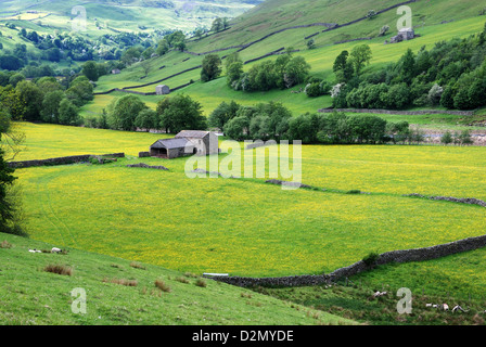 I campi gialli di fieno dei prati in Yorkshire Dales Foto Stock