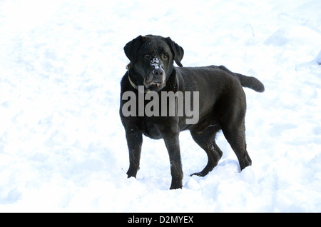 Il Labrador nero a giocare nella neve Foto Stock