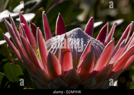 Re Protea (protea cynaroides) un raro arbusto di fynbos in Western Cape, Sud Africa Foto Stock