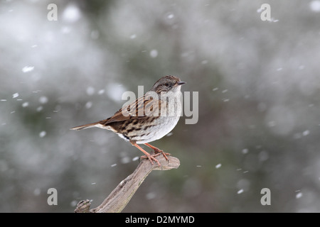 Dunnock o Hedge sparrow, Prunella modularis, singolo uccello nella neve, Warwickshire, Gennaio 2013 Foto Stock