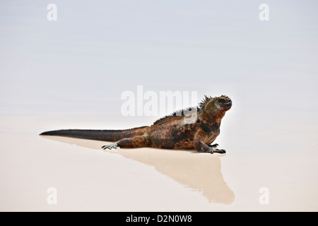 Iguana marina sulla spiaggia, Amblyrhynchus cristatus, Tortuga Bay, Puerto Ayora, Santa Cruz, Isole Galapagos, Ecuador Foto Stock