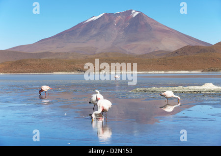 I fenicotteri in Laguna Adeyonda sul Altiplano, dipartimento di Potosi, Bolivia, Sud America Foto Stock