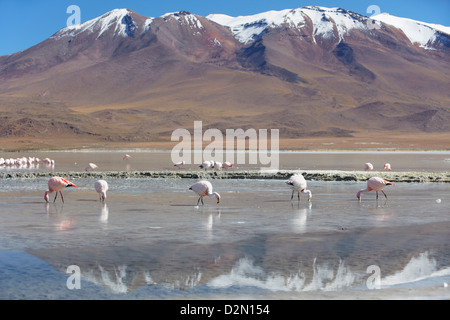 I fenicotteri in Laguna Adeyonda sul Altiplano, dipartimento di Potosi, Bolivia, Sud America Foto Stock