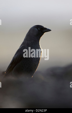 Taccola Corvus monedula sul terreno in tarda serata luce, REGNO UNITO Foto Stock