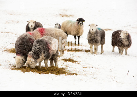 Pecore Herdwick avanzamento sul fieno in Little Langdale, Lake District, UK. Foto Stock