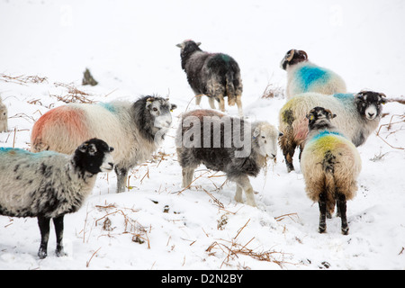 Pecore Herdwick avanzamento sul fieno in Little Langdale, Lake District, UK. Foto Stock