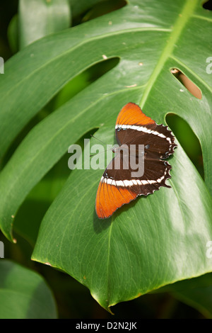 Butterfly arrugginito-pagina di punta (Siproeta epaphus) su butterfly farm vicino a Mindo, Ecuador Foto Stock
