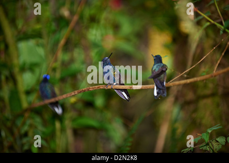 Velluto viola-coronet (Boissonneaua jardini), Hummingbird (Trochilidae) vicino a Mindo Foto Stock