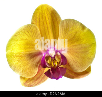 Giallo Phalaenopsis Orchid (Moth Orchid) su bianco Foto Stock