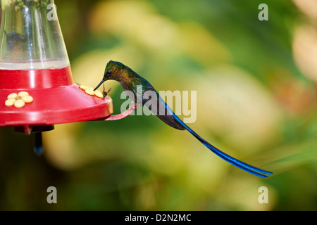 Long-tailed Sylph Aglaiocercus kingi, Hummingbird (Trochilidae) vicino a Mindo Foto Stock