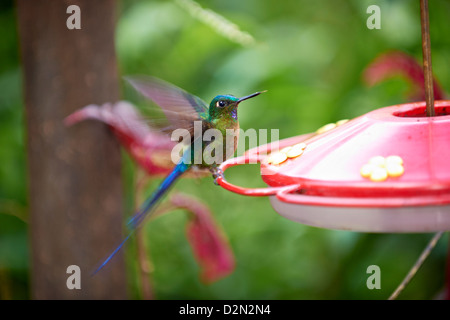 Long-tailed Sylph Aglaiocercus kingi, Hummingbird (Trochilidae) vicino a Mindo Foto Stock