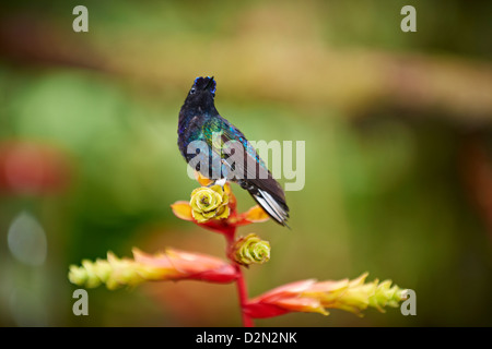 Velluto viola-coronet (Boissonneaua jardini), Hummingbird (Trochilidae) vicino a Mindo Foto Stock