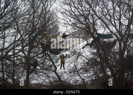 Combe Haven Bexhill, Hastings, Regno Unito. Il 29 gennaio 2013. Gli sfratti presso il laghetto decoy Combe Haven, Bexhill Hastings bypass. 3 persone sono state tolte dagli alberi e 1 persona è stato arrestato. Vi è una grande presenza di sicurezza di circa un centinaio di polizia e 15 persone rimangono negli alberi. La scorsa notte East Sussex County Council ha rifiutato di consentire la fornitura di cibo e medicine in alberi. Attualmente gales sono previsioni per più tardi di oggi e stasera. Credito: Adrian arbib / Alamy Live News Foto Stock