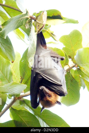 Frutto BAT (genere Pteropus) sul maschio del Nord Atol nella Repubblica delle Maldive. Foto Sharon moli Foto Stock