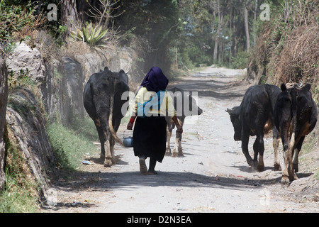 Una donna indigena indossando abiti tradizionali imbrancandosi mucche giù per una strada in Cotacachi, Ecuador Foto Stock