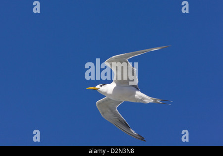 Maggiore Crested Tern (sterna bergii) in volo al Capo, Sud Africa Foto Stock