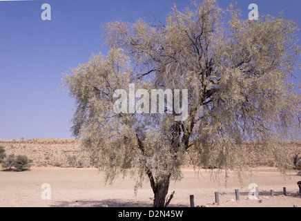 Camel thorn (Acacia erioloba) nel deserto del Kalahari, Sud Africa Foto Stock