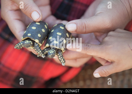 Modello di colore giallo-footed tartarughe Chelonoides denticulata realizzato da Bulletwood resina gommosa e venduti come souvenir. Nappi. La Guyana. Foto Stock