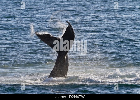 Humpback Whale (Megaptera novaeangliae) tail slap, Golfo di California (Mare di Cortez), Baja California Sur, Messico Foto Stock