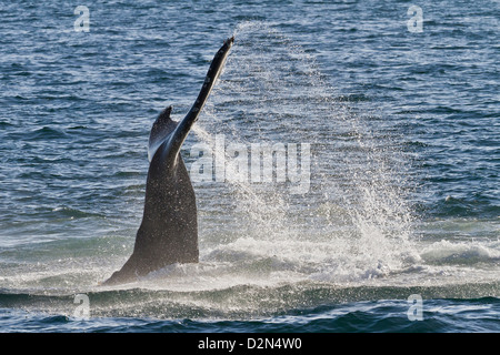 Humpback Whale (Megaptera novaeangliae) tail slap, Golfo di California (Mare di Cortez), Baja California Sur, Messico Foto Stock
