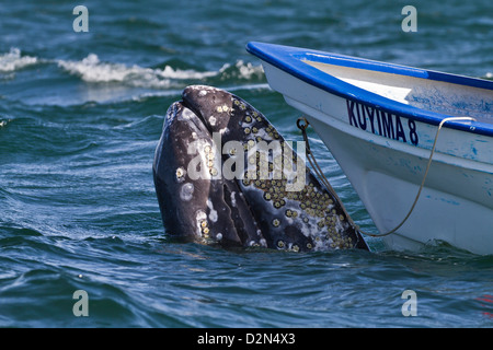 California balena grigia (Eschrichtius robustus) vicino al whale watching' imbarcazione, San Ignacio Laguna, Baja California Sur, Messico Foto Stock