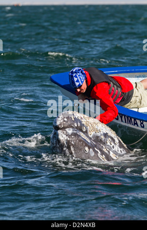 California balena grigia (Eschrichtius robustus) e balena watcher sulla barca, San Ignacio Laguna, Baja California Sur, Messico Foto Stock