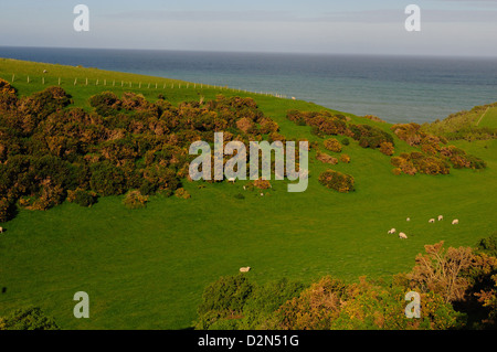 Pecore e le colline ondulate e l'oceano, Otago, South Island, in Nuova Zelanda, Pacific Foto Stock