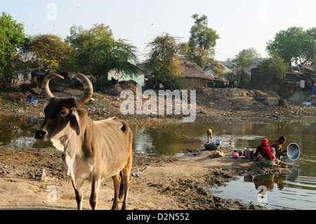 Navi di lavaggio in acqua stagnante di stagno utilizzato anche dai bovini, dietro le case, Gujarat, India, Asia Foto Stock