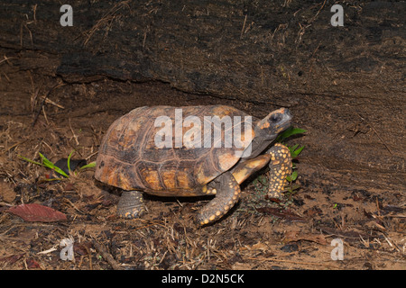 Giallo-footed tartaruga (Chelonoidis denticulata). Maschio adulto. Tartaruga selvatici trovati nella foresta Nappi. La Guyana. Foto Stock