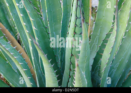 Agave sul Bright Angel trail, Colorado, Stati Uniti d'America, America del Nord Foto Stock