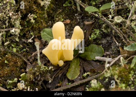 Moor Club (Clavaria argillacea) close-up, Studland, Dorset, Inghilterra, Regno Unito raro dune e heath specie, Foto Stock