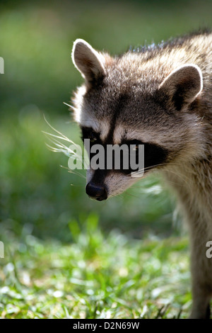 Ritratto di procione comune (Procione lotor), Bearizona Wildlife Park, Williams, Arizona, Stati Uniti d'America, America del Nord Foto Stock