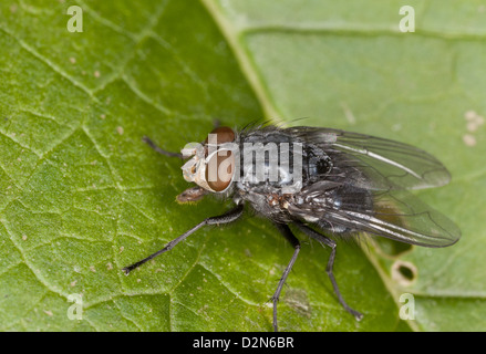 Urban bluebottle mosca carnaria (Calliphora vicina) in autunno, in foglia, Dorset, Inghilterra, Regno Unito uno dei principali forensic entomolgy specie. Foto Stock