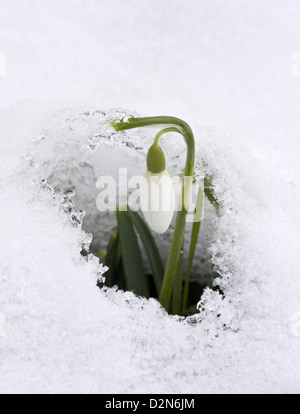 Early snowdrop (Galanthus nivalis) close-up, in snow, in late winter / early spring,  Dorset, England, UK Foto Stock