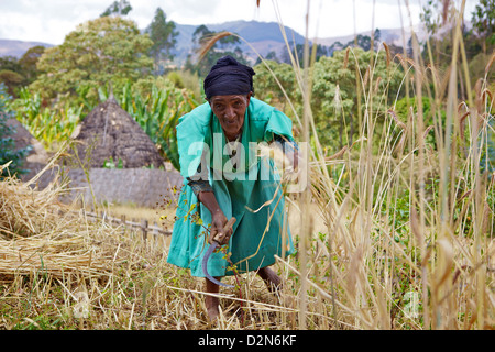 Signora il taglio del frumento, Chencha, Dorze, Etiopia, Africa Foto Stock