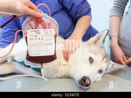 Husky Sirius giace su una barella come il sangue viene prelevato da lui presso la clinica di pet a Berlino, Germania, 14 gennaio 2013. La piccola clinica snimal della Libera Università di Berlino è stato il primo insitution offrendo una banca del sangue per cani e gatti in 1996. Foto: Stephanie Pilick Foto Stock