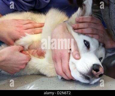 Husky Sirius giace su una barella come il sangue viene prelevato da lui presso la clinica di pet a Berlino, Germania, 14 gennaio 2013. La piccola clinica snimal della Libera Università di Berlino è stato il primo insitution offrendo una banca del sangue per cani e gatti in 1996. Foto: Stephanie Pilick Foto Stock