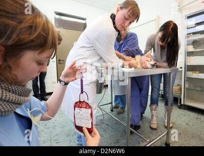 Husky Sirius giace su una barella come il sangue viene prelevato da lui affiancato da veterinario Kali Lazzarini (2 L) e proprietario di pet Stefanie Klein (R) presso la clinica di pet a Berlino, Germania, 14 gennaio 2013. La piccola clinica snimal della Libera Università di Berlino è stato il primo insitution offrendo una banca del sangue per cani e gatti in 1996. Foto: Stephanie Pilick Foto Stock