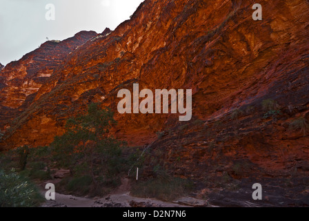 Cattedrale Gorge, pasticciare BUNGLES, Parco Nazionale di Purmululu, Kimberley, Australia occidentale, Australia Foto Stock
